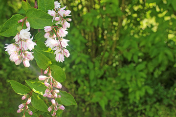 white and pink blooming bush in front of green plants