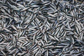Close up of herring fish