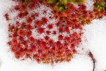 Red sphagnum moss surrounded by snow