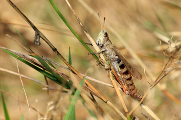 Gemeiner Grashüpfer