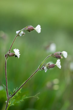 fleurs blanches
