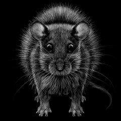  Mouse. Artistic, graphic, black and white portrait of a mouse on a black background.