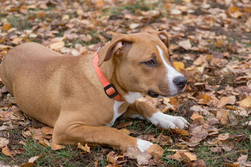 Cute american staffordshire terrier puppy is lying on a autumn leaves in the park. Pet animals.
