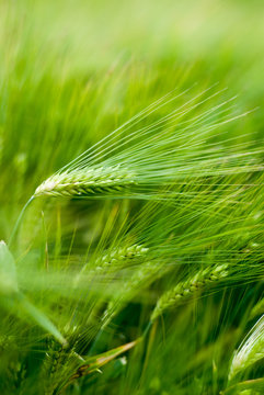 ble vert