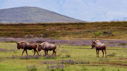 Naklejka na ściany i meble Close up of wildebeest on a meadow