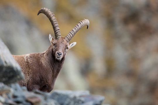 Alpensteinbock in den Bergen, ibex