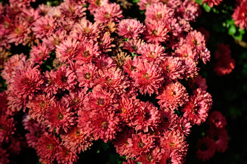 Group of Chrysanthemum x morifolium pink flowers in a sunny autumn day, view from above