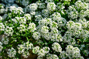 Many white flowers of Lobularia maritima, commonly known as sweet alyssum or sweet alison, in a garden in a sunny spring day
