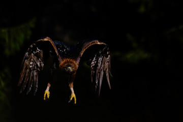Golden eagle flying 