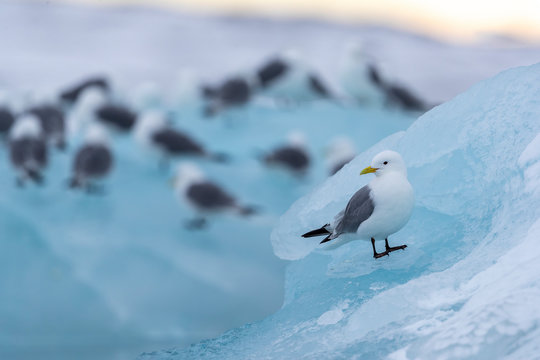 a seagull sits on a piece of ice, other birds in the background