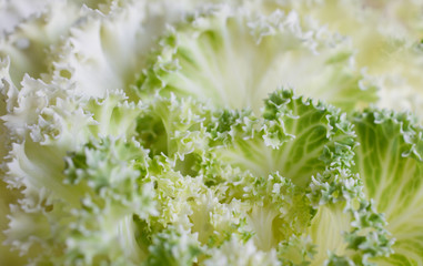 Decorative cabbage brassica oleracea acephala or kale - 302289648