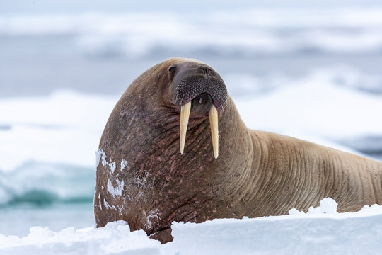 a walrus looks in our direction while standing on a piece of ice