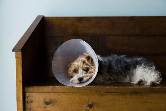 Full view of a Yorkshire Terrier laying on a bench with a vet cone on.