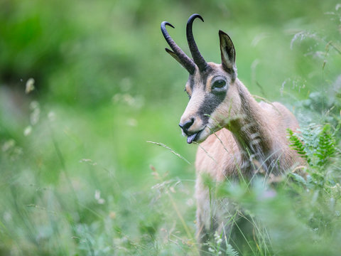 G&auml;mse, Gams, Chamois (Rupicapra rupicapra)