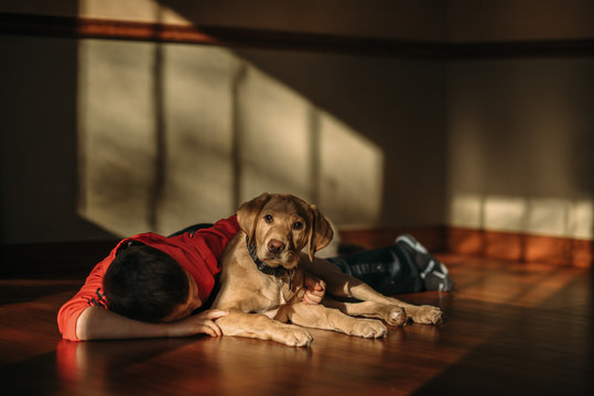 Young boy laying on wood floor with yellow labrador puppy.