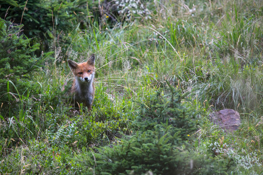 Fuchs in der Tiroler Bergen
