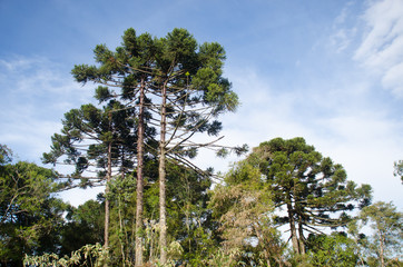 Araucarias Trees. Gramado. Brazil