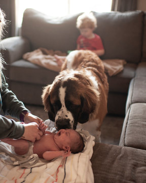 Newborn gets diaper changed while large dog checks in on her at home