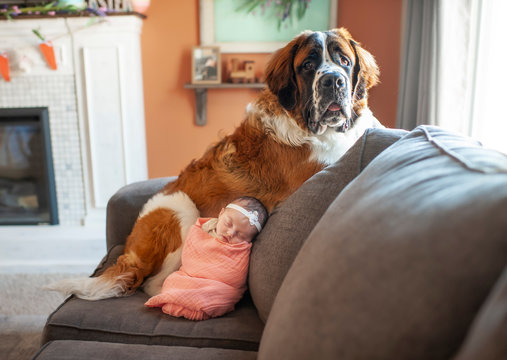 Newborn Baby Girl Snuggling With Large Dog At Home On The Couch