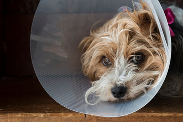 Yorkshire Terrier after a vet visit with cone on head.