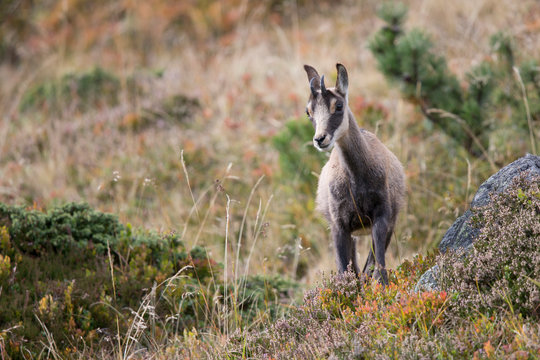 G&auml;mse, Gams, Chamois (Rupicapra rupicapra)