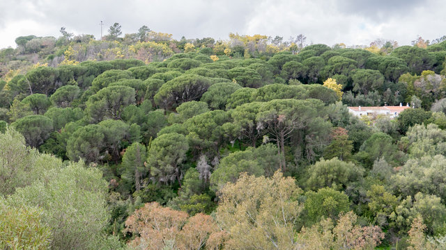 algarve