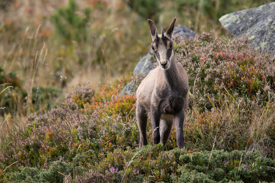 G&auml;mse, Gams, Chamois (Rupicapra rupicapra)