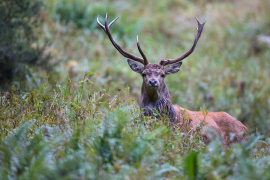 Red Deer, Rothirsch (Cervus elaphus)