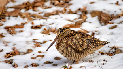 Camouflage bird woodcock. Brown dry leaves and white snow background. Bird: Eurasian Woodcock. Scolopax rusticola.