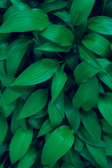  Cropped sot of green plant. Green leaves background, close up. Beautiful nature background. Green leaves, horizontal shot.