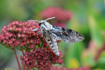 Windenschwärmer