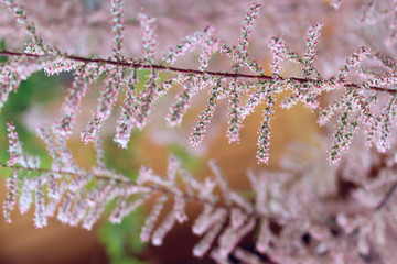 Blurred image of pink tree, close up. Cropped shot of a branch of plant with small pink flowers....