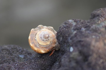snail on a stone