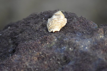 sea shell on the beach