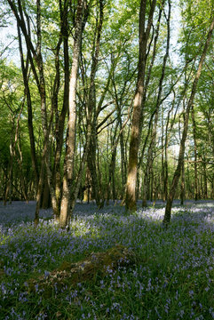 foret au printemps