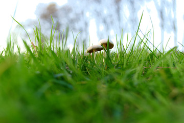 poisonous mushrooms in the green grass at dusk