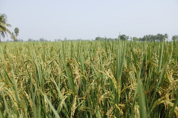 rice agriculture