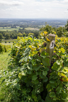 Vineyard scenes at Bluemont Vineyard in northern Virginia.