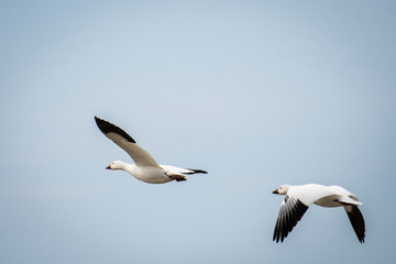 Fototapeta na wymiar Flying Snow Geese in spring Migration