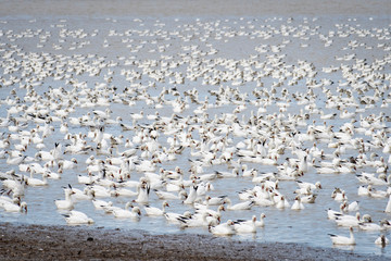 Snow Geese resting during spring Migration