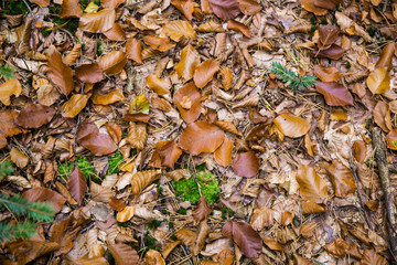 Forest and wild  Backgrounds and  Textures
