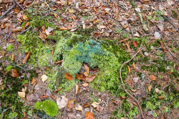 Forest and wild  Backgrounds and  Textures