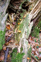 Forest and wild  Backgrounds and  Textures