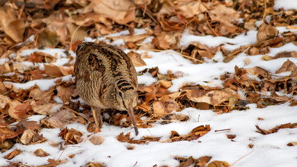 Camouflage bird woodcock. Brown dry leaves and white snow background. Bird: Eurasian Woodcock. Scolopax rusticola.