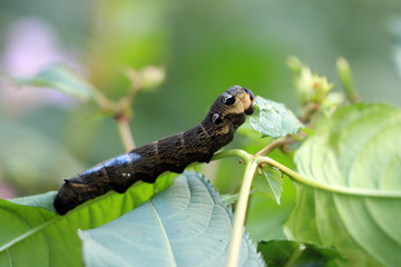Mittlerer Weinschwärmer