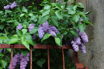 lilac