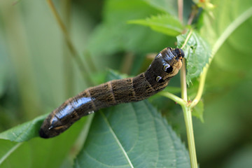 Mittlerer Weinschwärmer