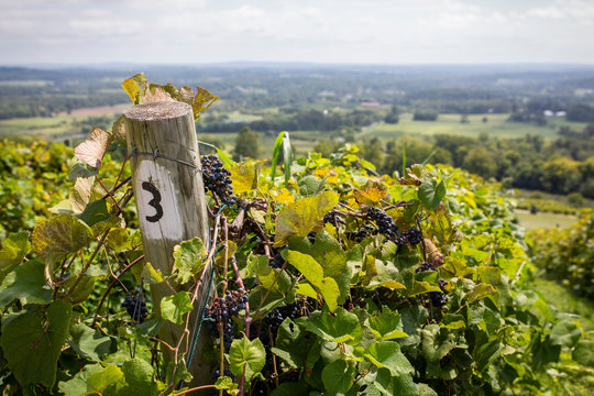 Vineyard scenes at Bluemont Vineyard in northern Virginia.