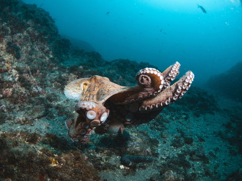 Octopus vulgaris