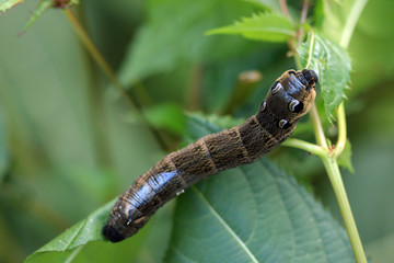 Mittlerer Weinschwärmer